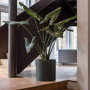 Pottery Pots Refined Max ronde plantenbak groen sfeer